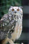 Rock eagle-owl