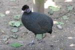 Crested guineafowl *
