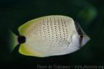 Millet butterflyfish