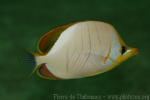 Yellowhead butterflyfish *