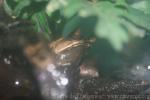 Perak horned toad *