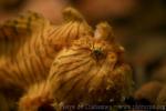 Striated frogfish *