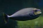 Bignose unicornfish