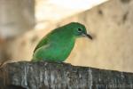 Greater green leafbird *