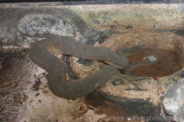 Elephant trunk snake *