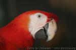 Scarlet macaw *