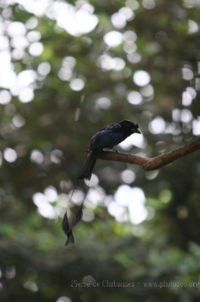 Greater racket-tailed drongo *