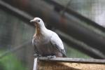 White imperial-pigeon *
