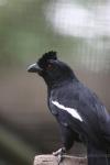 Black magpie