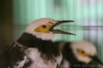 Black-collared starling *