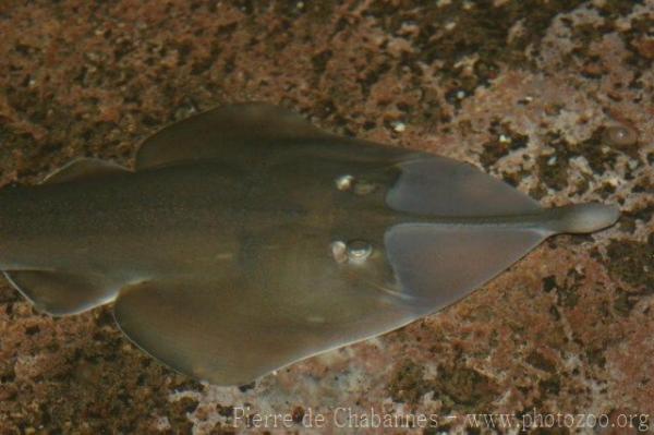 Clubnose guitarfish *