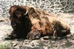 Plains bison