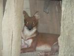 Indonesian dhole *