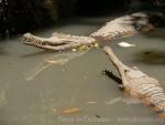 Malayan gharial