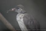 Timor friarbird *