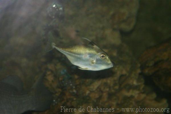 Short-nosed tripodfish