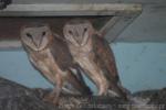 Sulawesi owl *