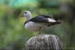 Cotton pygmy-goose