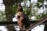Javan hawk-eagle *
