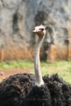 South-African ostrich