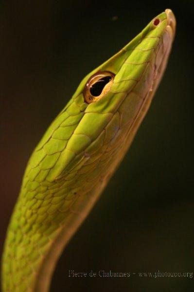 Asian vine snake *