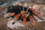 Mexican rustleg tarantula *