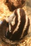 Torresian striped possum *
