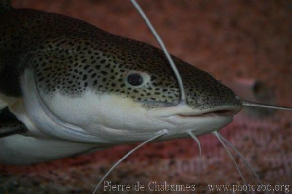 Redtail catfish *