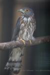 Hogson's hawk-cuckoo