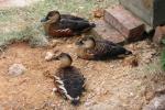 Wandering whistling-duck