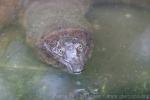 Malayan softshell turtle