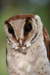 Oriental bay owl