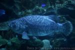 Giant grouper