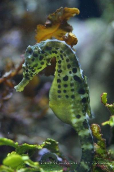 Big-belly seahorse