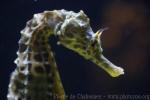 Big-belly seahorse