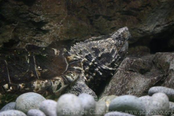 Alligator snapping turtle *