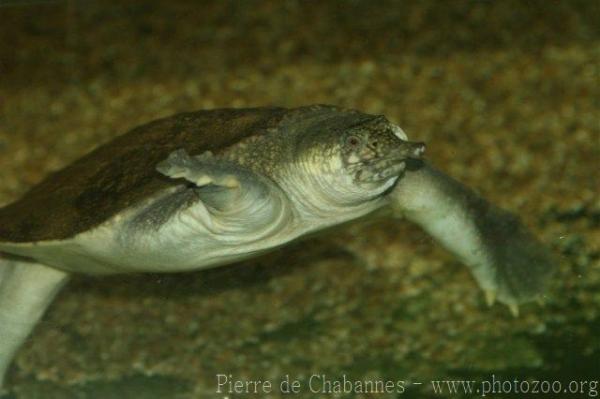 Malayan softshell turtle *