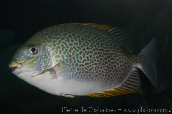 Yellowspotted spinefoot