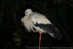 White stork *