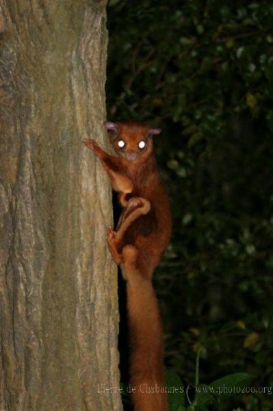 Indian giant flying-squirrel