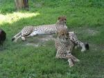 Southern Cheetah