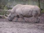 Northern white rhinoceros