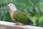 Purple-tailed imperial-pigeon
