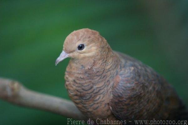 Ruddy cuckoo-dove