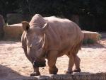 Hybrid rhinoceros *