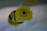 Bluelashed butterflyfish