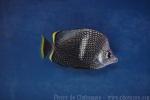 Wrought-iron butterflyfish