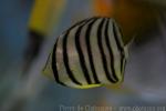 Eightband butterflyfish