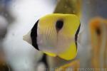 Teardrop butterflyfish