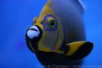 Spectacled angelfish